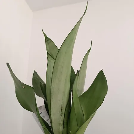 Belle Vie à 30 Mètres De La Hébergement de vacances Ver-sur-Mer