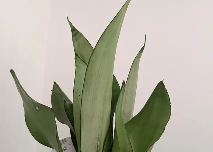 Belle Vie A 30 Metres De La Nyaraló Ver-sur-Mer