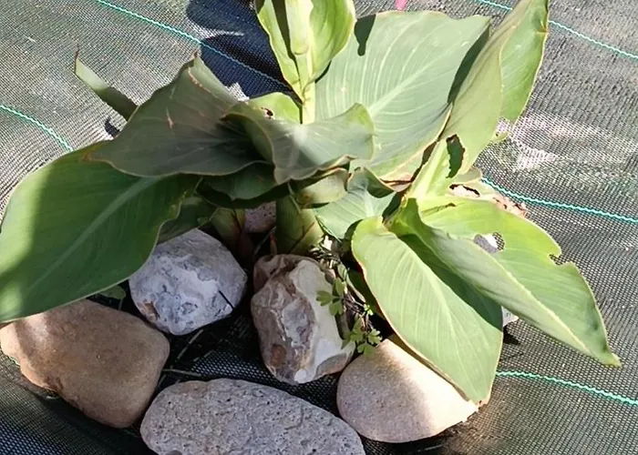 Nyaraló Belle Vie A 30 Metres De La *